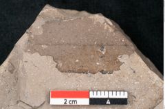 Foto (Detailansicht) von Sapotacites sideroxyloides Ettingshausen (NHMW-GEO-2024-0188-8014)